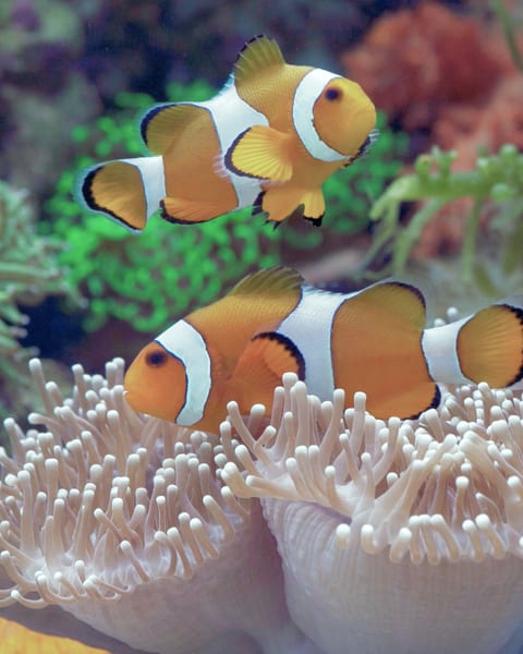Two clownfish over an anemone, straight from the camera